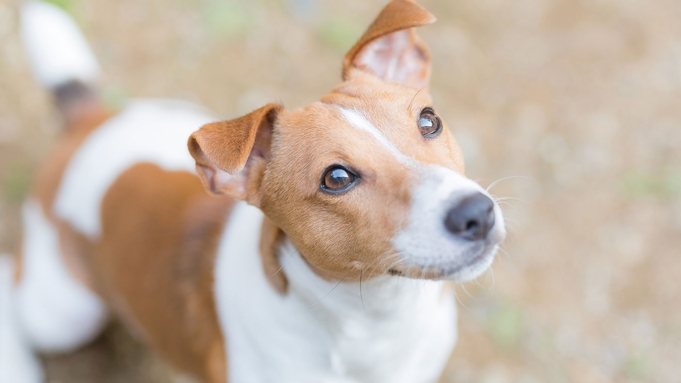 【ペット同宿OK】大型犬も泊まれる！みんなで自由快適なコテージ宿泊（素泊）※現金特価※